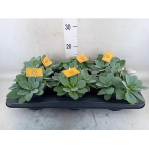 Senecio cephal. 'Mountain Fire'