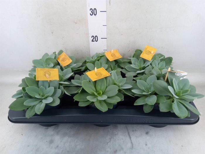 <h4>Senecio cephal. 'Mountain Fire'</h4>