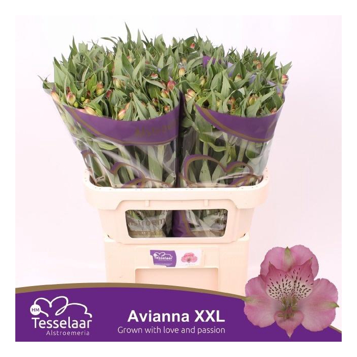 <h4>ALSTR AVIANNA</h4>