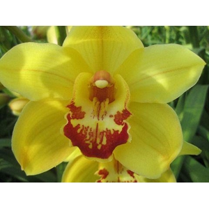 Cymbidium Rijsenhout