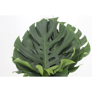 FOLHAGEM MONSTERA DELICIOSA 040 CM