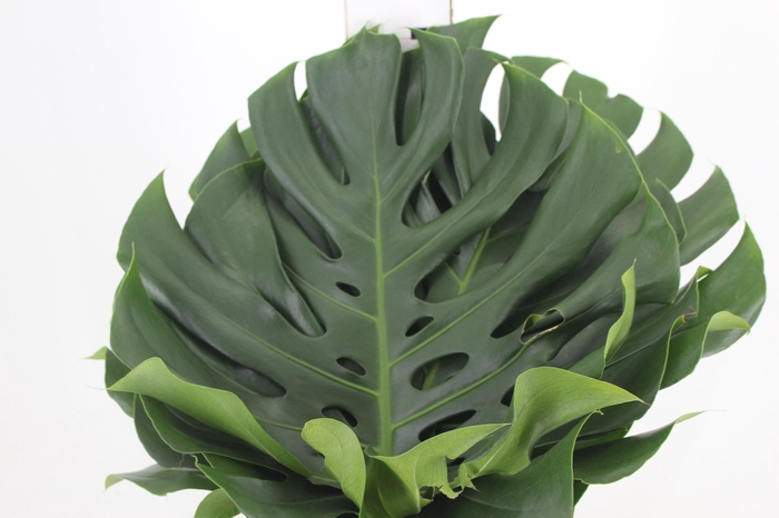 <h4>FOLHAGEM MONSTERA DELICIOSA 040 CM</h4>