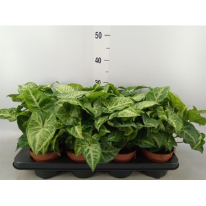 Syngonium  'Arrow'