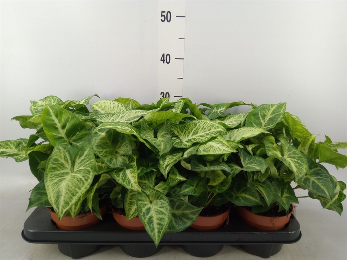 <h4>Syngonium  'Arrow'</h4>