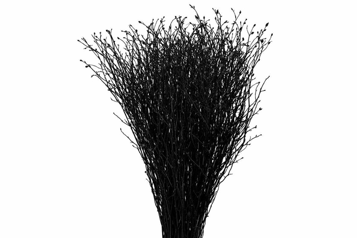 <h4>Berk 70cm Gl Zwart Pbs</h4>