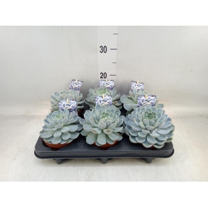 Echeveria   ...