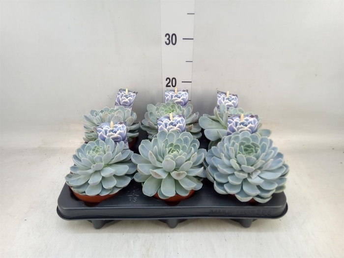 <h4>Echeveria   ...</h4>