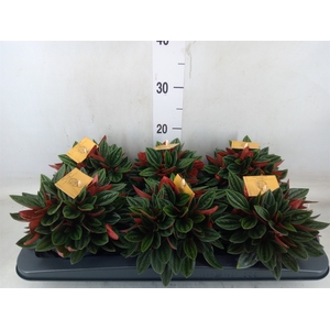 Peperomia caperata 'Rosso'