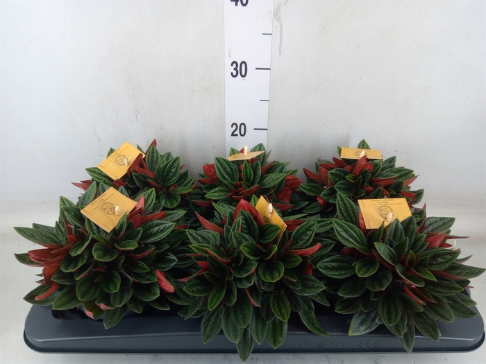 <h4>Peperomia caperata 'Rosso'</h4>