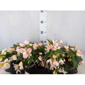Begonia boliv. 'Angel Pink'