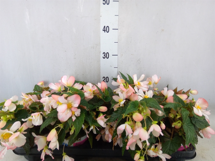 <h4>Begonia boliv. 'Angel Pink'</h4>