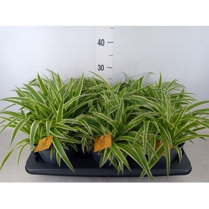 Chlorophytum com. 'Ocean'