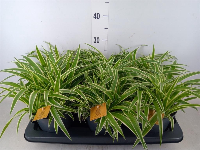 <h4>Chlorophytum com. 'Ocean'</h4>