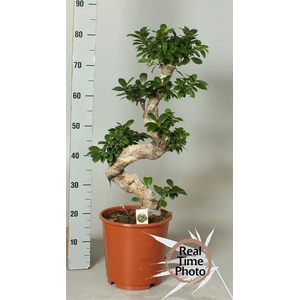 Ficus mi Ginseng 24Ø 80cm 1pp