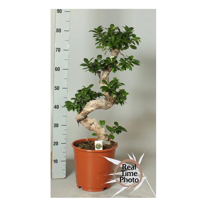 <h4>Ficus mi Ginseng 24Ø 80cm 1pp</h4>