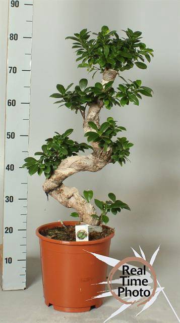 Ficus mi Ginseng 24Ø 80cm 1pp