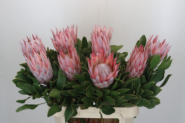 <h4>Protea Cynaroides</h4>