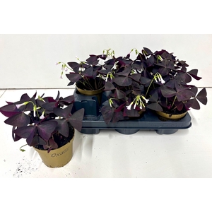 OXALIS TRIANGULARIS