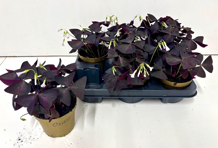 <h4>OXALIS TRIANGULARIS</h4>