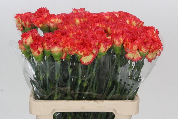 <h4>Dianthus St Indiana</h4>