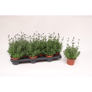 Lavandula Ang. Blue 10,5