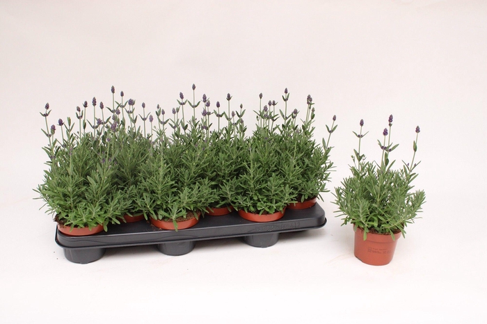 <h4>Lavandula Ang. Blue 10,5</h4>
