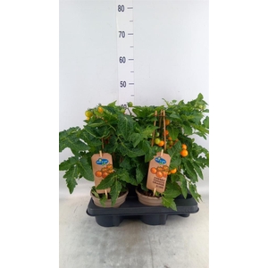 Solanum lycopersicum   ...