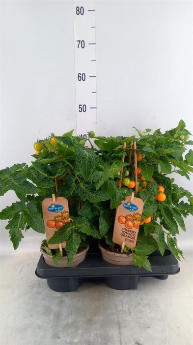 <h4>Solanum lycopersicum   ...</h4>