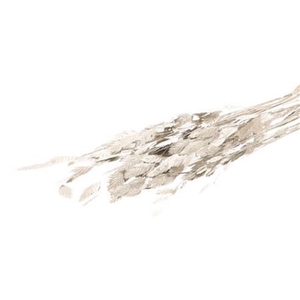 Deco Bunch Chasmantium Platina 10 Pcs Slv L80