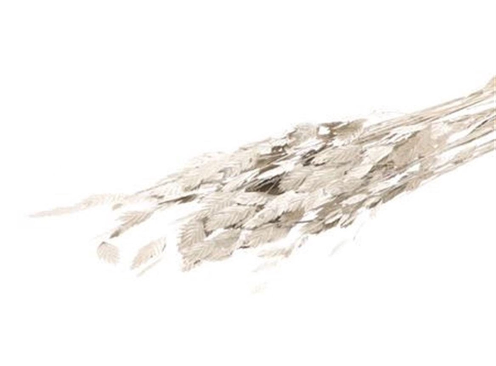 <h4>Deco Bunch Chasmantium Platina 10 Pcs Slv L80</h4>