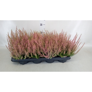 Calluna vulg. 'Garden G Rosita'