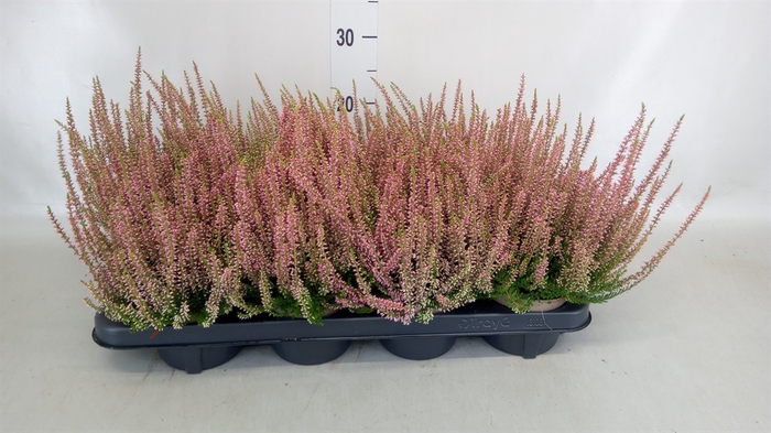 <h4>Calluna vulg. 'Garden G Rosita'</h4>