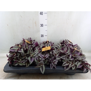 Tradescantia zebr. 'Purpusii'