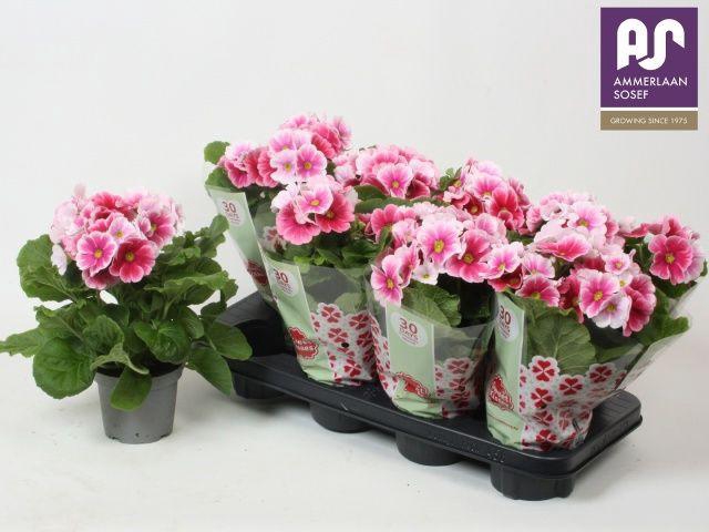 <h4>PRIM OBCONICA RED WHITE</h4>