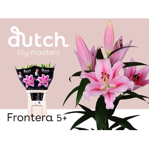 Li Or Frontera 5+ Lily Master