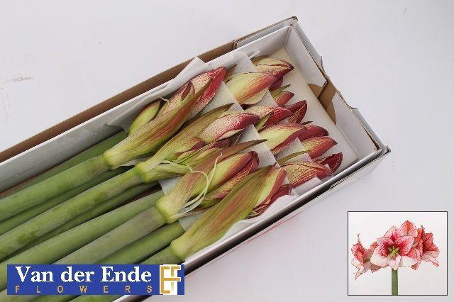 <h4>HIPP GA SHOWMASTER</h4>