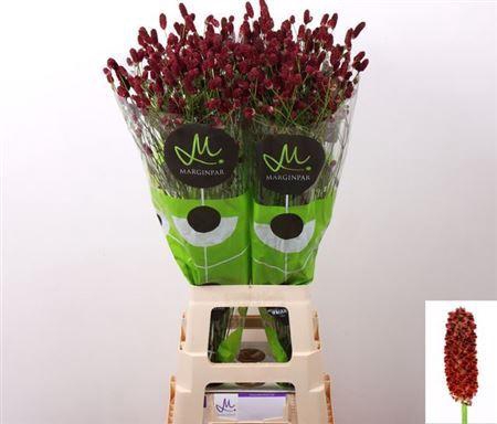 <h4>Sanguisorba Red Dream</h4>