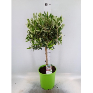 Olea europaea