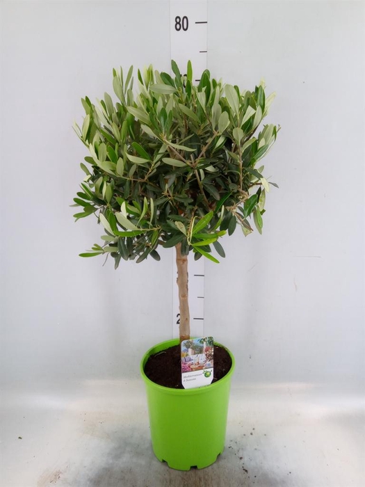 <h4>Olea europaea</h4>
