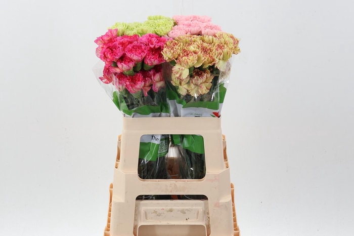 <h4>DI ST GEM IN FUST</h4>