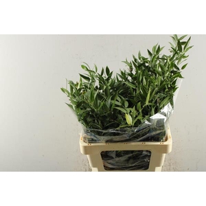 Deco Gr Ruscus Fijn L 70/150