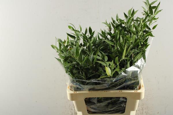<h4>Deco Gr Ruscus Fijn L 70/150</h4>