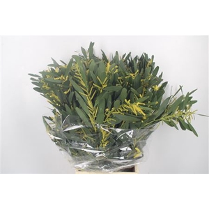 Acacia D´oro Per Bunch