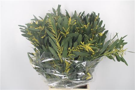 Acacia D´oro Per Bunch