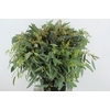 EUC POPULUS BERRY 300GR