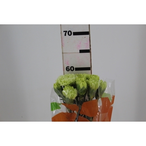 CRAVO JUNGLE 070 CM