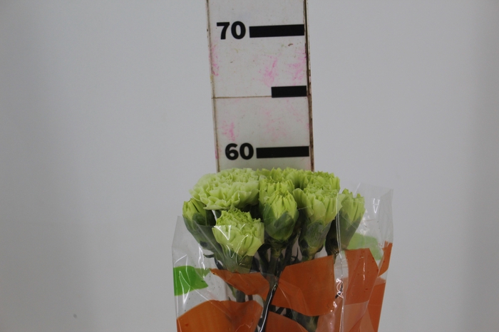 <h4>CRAVO JUNGLE 070 CM</h4>