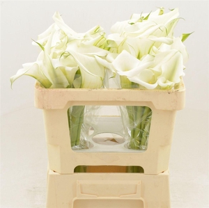 Calla White Art
