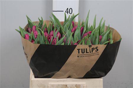 <h4>Tu Pa Parrot Prince</h4>