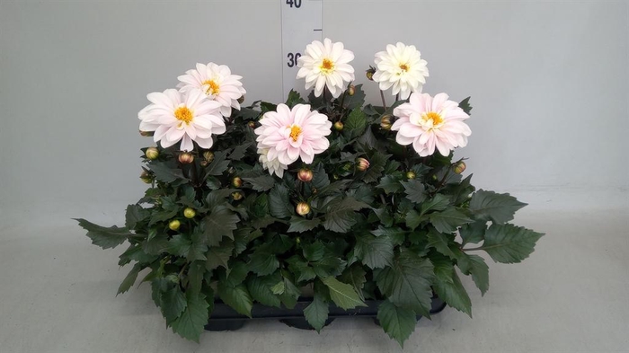 <h4>Dahlia   ...</h4>